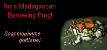 I'm a Madagascan Burrowing Frog!
